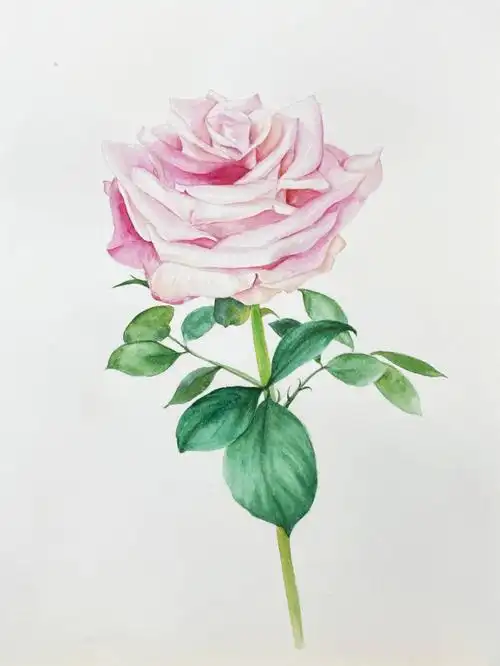 水彩花卉045月季