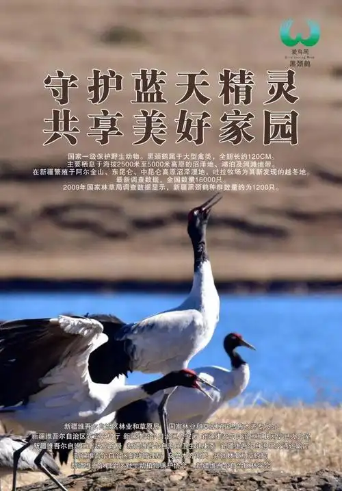 新疆第41届野生动物保护宣传月暨爱鸟周活动宣传海报