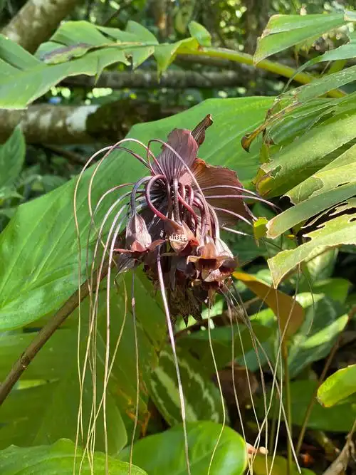 老虎须开黑色花结的色果