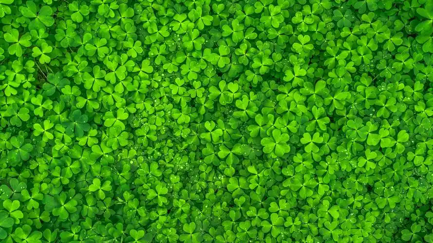 四叶草,清新,绿色,护眼,花卉,壁纸清新护眼四叶草