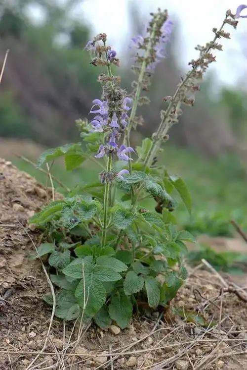丹参的功效与作用及食用方法(丹参切片泡水喝的功效)插图