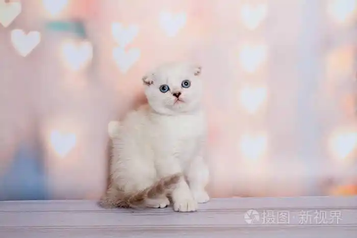 苏格兰折叠猫蓝点
