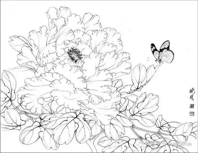 工笔素材丨李晓明工笔花鸟白描喜欢快收藏