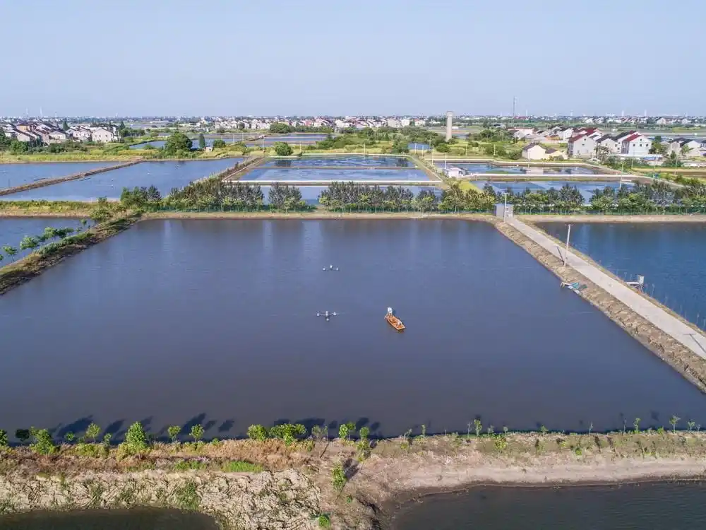 航拍浙江湖州千亩鱼塘 满满的生态美