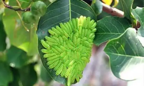 农村常见的洋辣子,如今成为部分人的盘中餐,价格高达上百元一斤