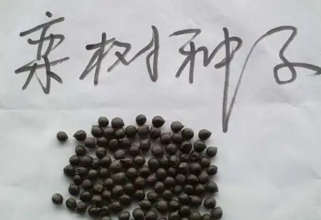栾树种子