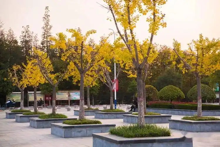 ​【美丽正阳】正阳:落日银杏美如画_广场