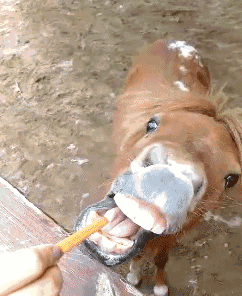 萌宠可爱搞笑gif动图_动态图_表情包下载_soogif