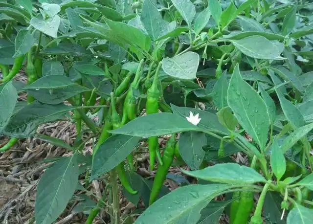 采果实丢叶子辣椒叶子却比果实价值高得多这么多年都错了