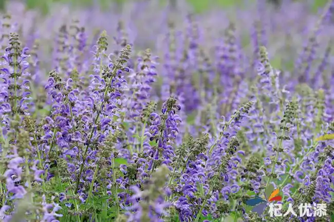 新泰:千亩丹参花绽放 村民喜发中药财