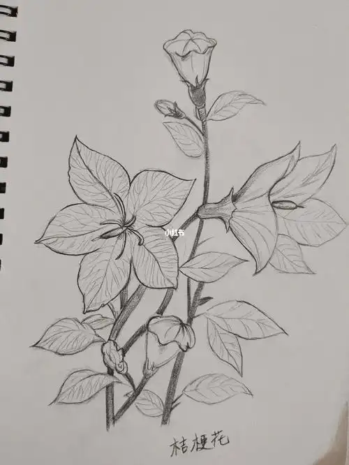 速写练习桔梗花