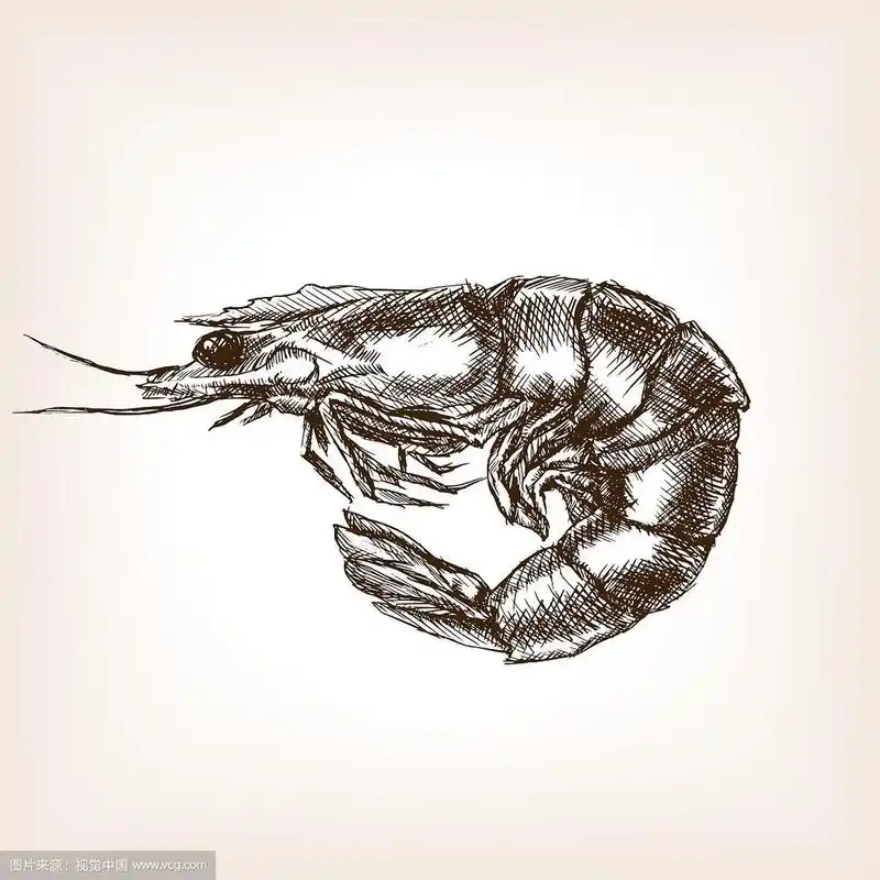 虾手绘素描风格