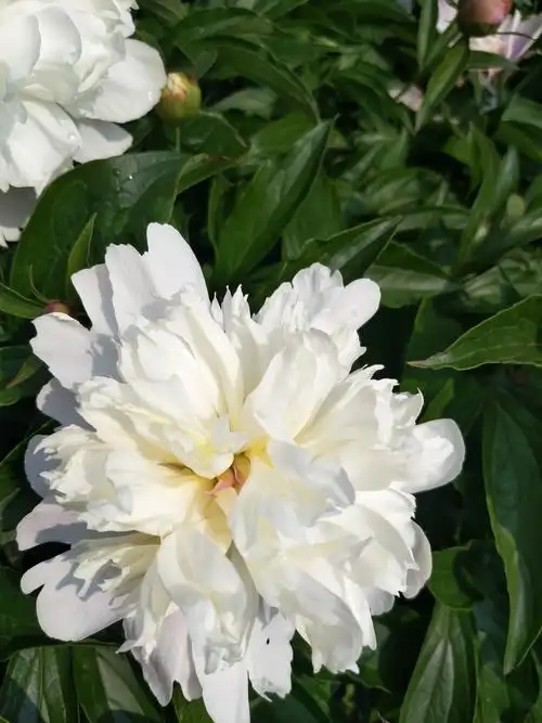 四川中江白芍花