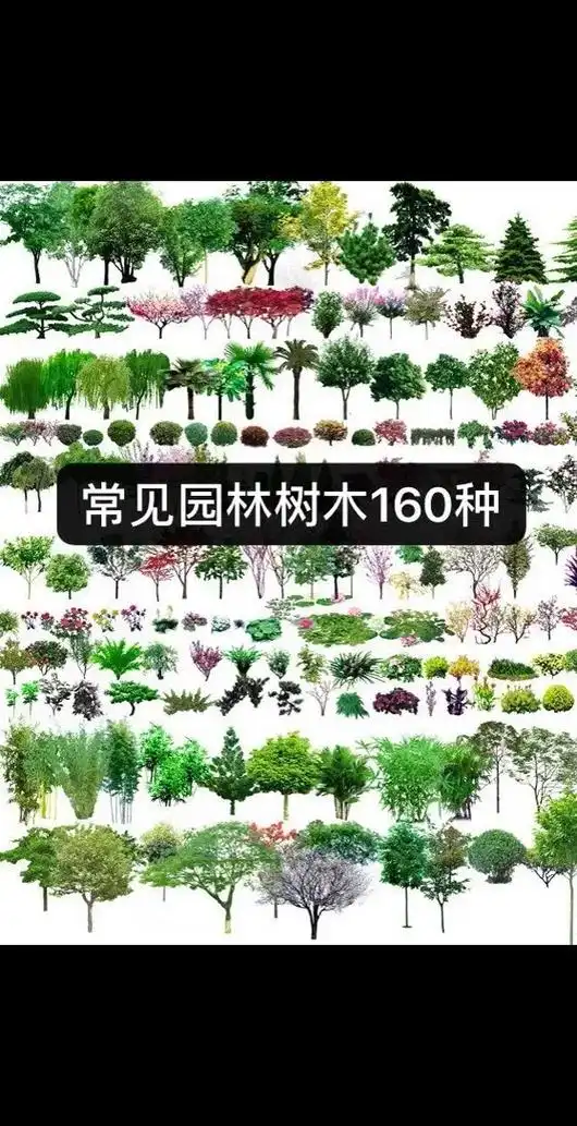园林中常见的树木有很多,如雪松,罗汉松,广玉兰,棕榈,女贞, - 抖音