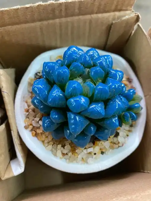 朱雀街花鸟市场喷漆玉露