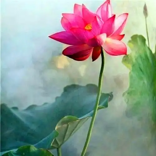 佛系图片头像禅意荷花 独一无二的佛系莲花图片微信头像_微信头像