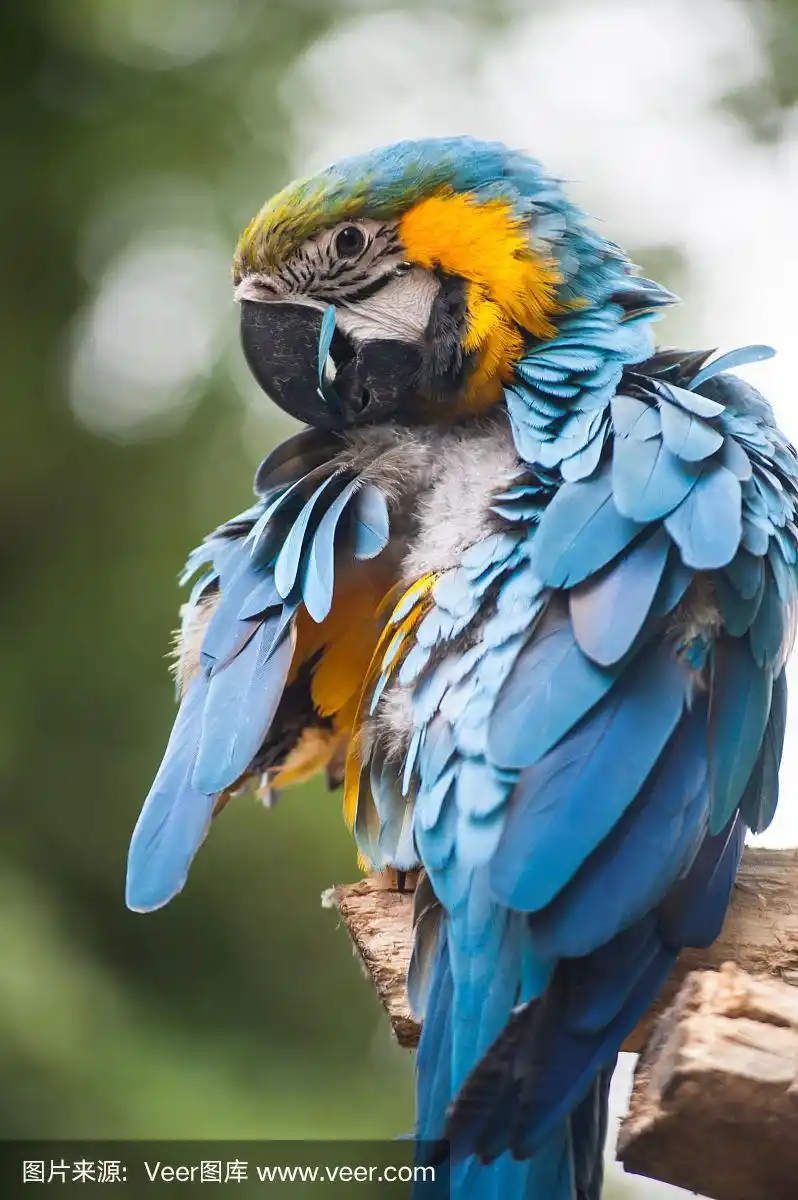 蓝色,鹦鹉,理毛行为,翎毛,自然