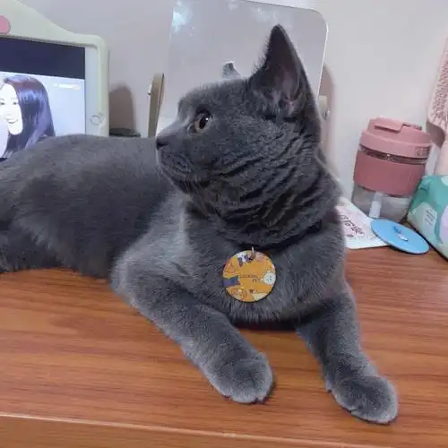 英短蓝猫妹妹配种