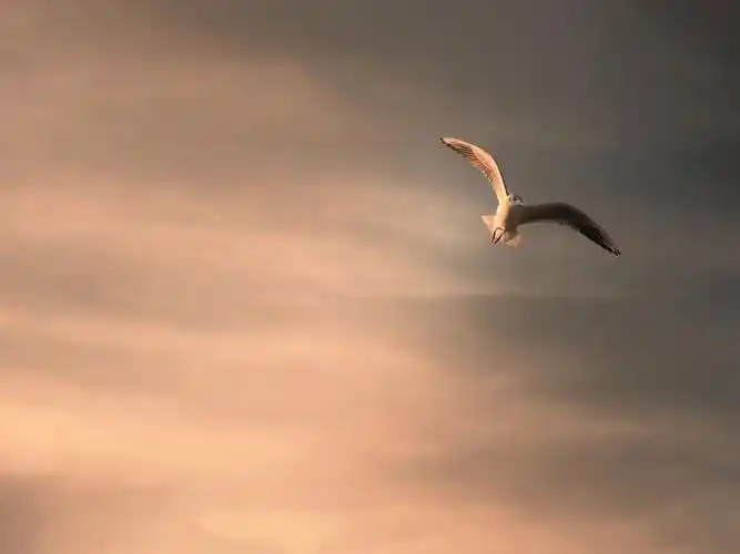 鸟,飞翔,天空,安静,唯美,飞鸟集鸟壁纸图片