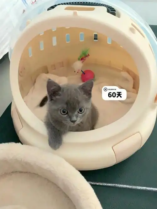 五个月6.8斤,算胖吗?#家有蓝猫  #猫咪体重