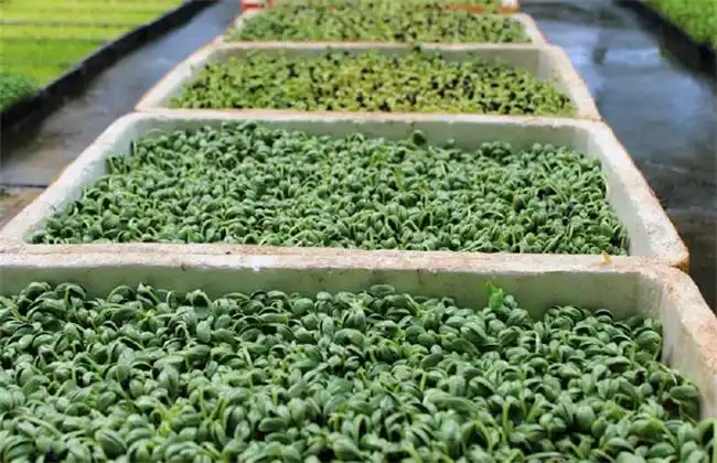 芽苗菜销售渠道