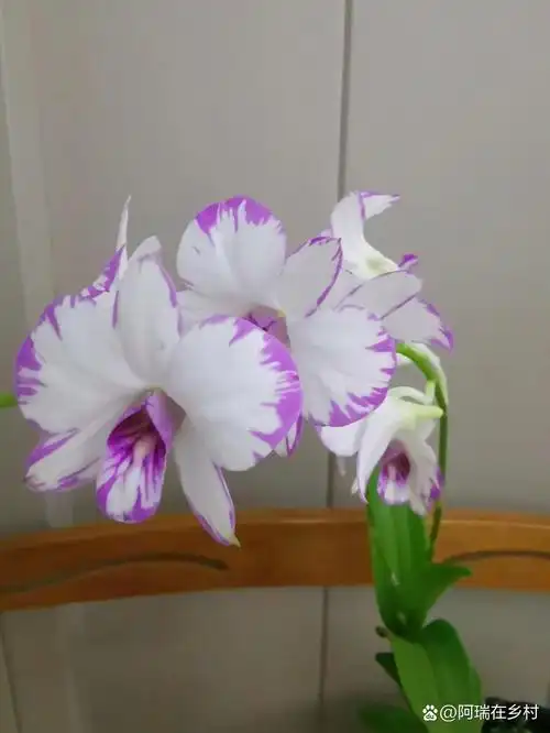 跟风网购了日本白泼墨石斛兰,经历了黄叶掉叶,终于挺过来了,继续绽放