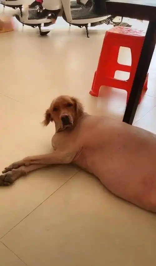 金毛剃光毛躺在地上网友看到照片后提出质疑确定不是头猪