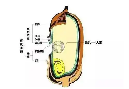 我们来看一下大米的结构.