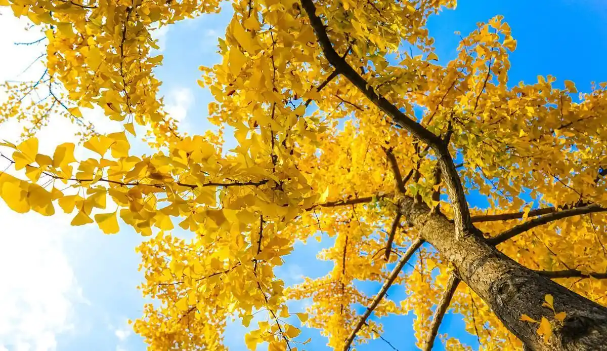 银杏从不辜负秋天!成都十大观赏银杏的好地方,与美丽的秋季相逢