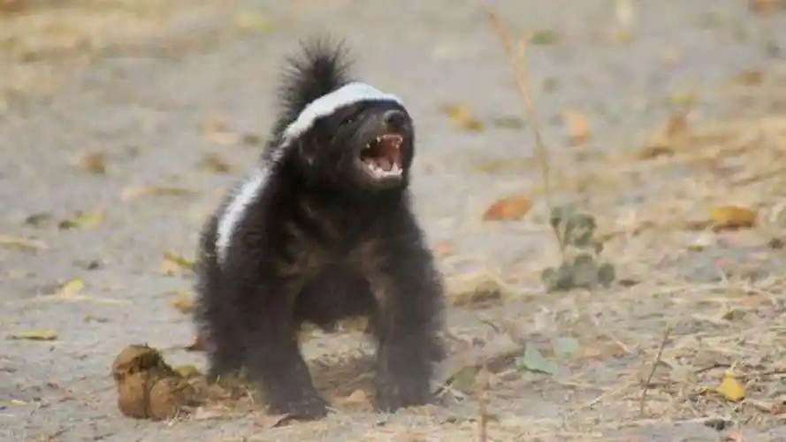 平头哥蜜獾其实有很多天敌但却没有一种对它们有严重危害