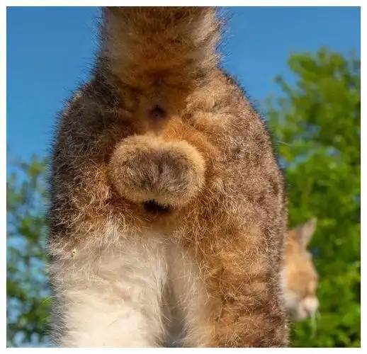 猫咪可爱起来连蛋蛋都迷人在猫失去蛋蛋前铲屎官快捏起来