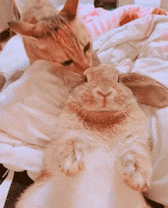猫帮兔子舔耳朵,一直很认真,只是兔子全程这个表情,哈哈哈