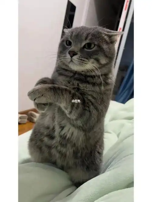 薯条找领养 憨厚可爱 美短蓝猫串 无偿 武汉