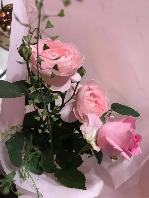 最漂亮的月季品种,花色淡雅高贵,株植玲珑,是非常好的盆栽花卉