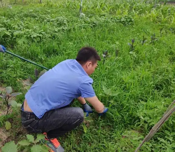 长春西党小组长,徐利同志在小菜园里拔草.