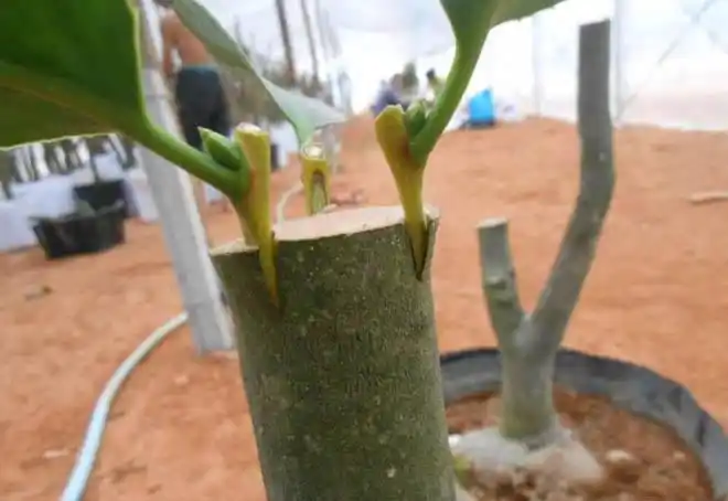 什么是花卉的嫁接繁殖