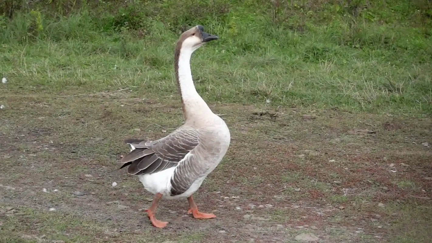 鹅与鸭杂交会有后代吗?已有人做过相关实验,这或是条致富之路呢