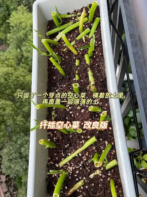 扦插空心菜改良版