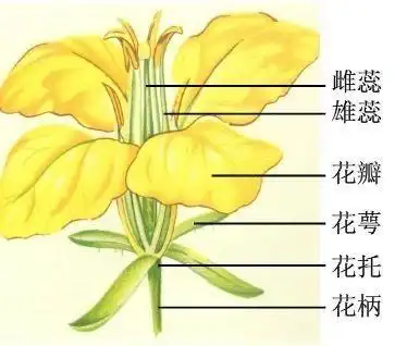 科学文化—北京市花