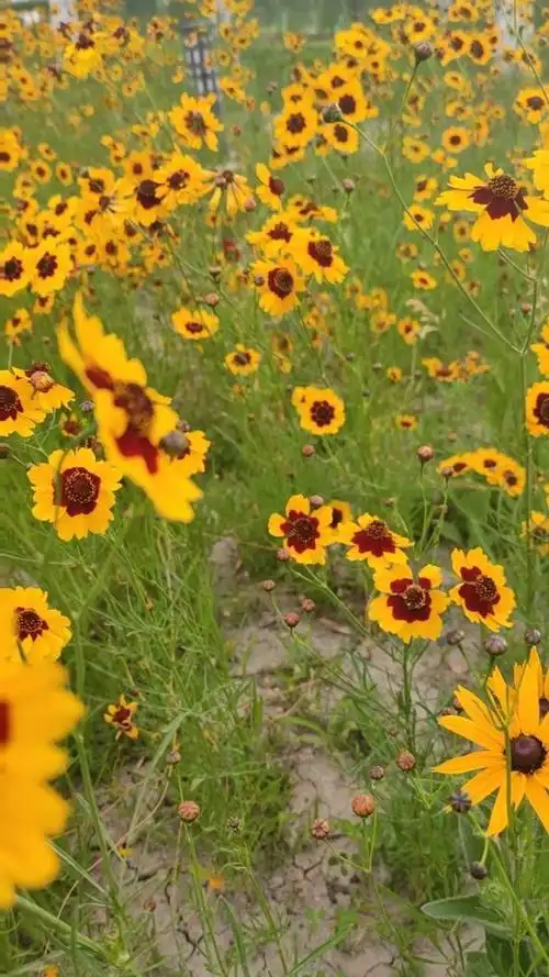 现在关在房子里好想大自然的风景啊花花草草