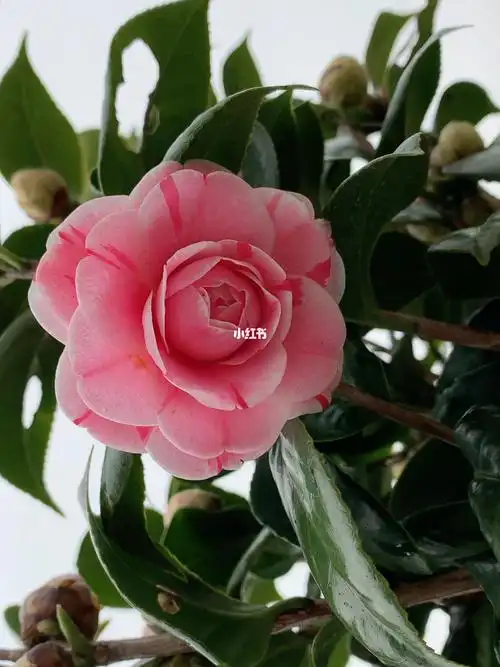 茶花十八学士疏蕾