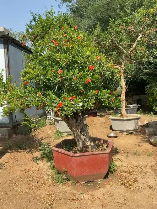 庭院大红袍石榴景观树