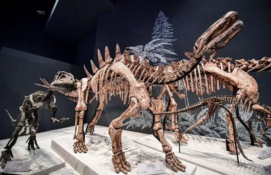 "长"了2米 合川马门溪龙化石完成"大修"