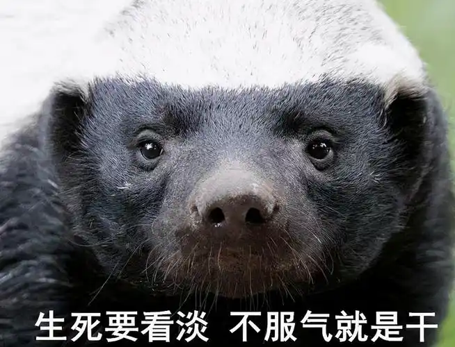 大连蛇岛上的20000条毒蛇,能抵抗2只蜜獾的攻击吗?