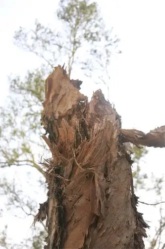 情侣路的枯树桩