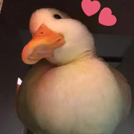 胖胖的鹅爱心歪脖搞笑可爱gif动图_动态图_表情包下载_soogif