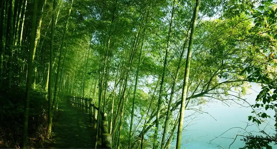 茂密的竹林,变化无常的雾气,澄澈的清江水,美不胜收!