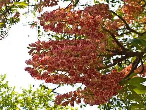 栾树花开的时光——探索栾树的魅力与未来|乔木|树皮|植物|无患子_网