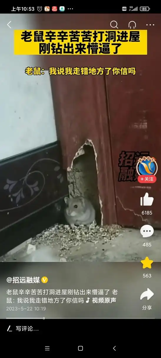 一只老鼠辛辛苦苦打洞进屋,刚钻进门里顿时有点懵:不是这家啊!