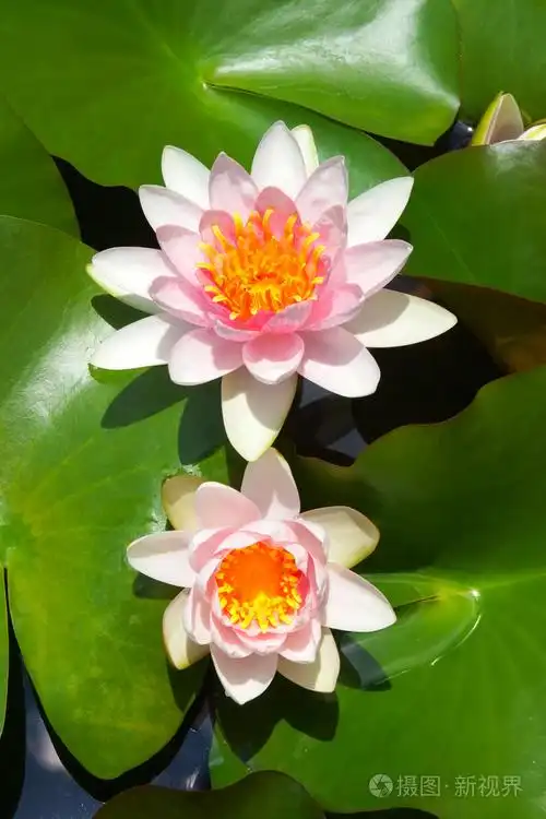 美丽的睡莲混合花